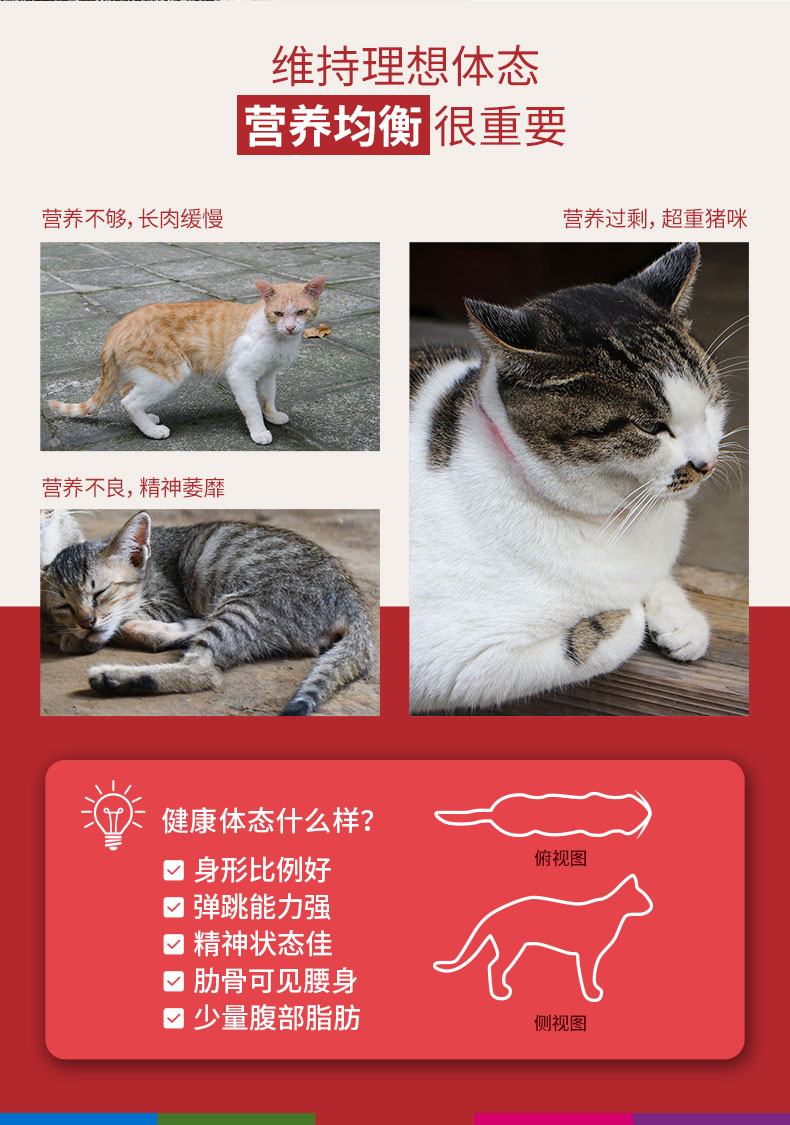 皇家营养成猫全价粮