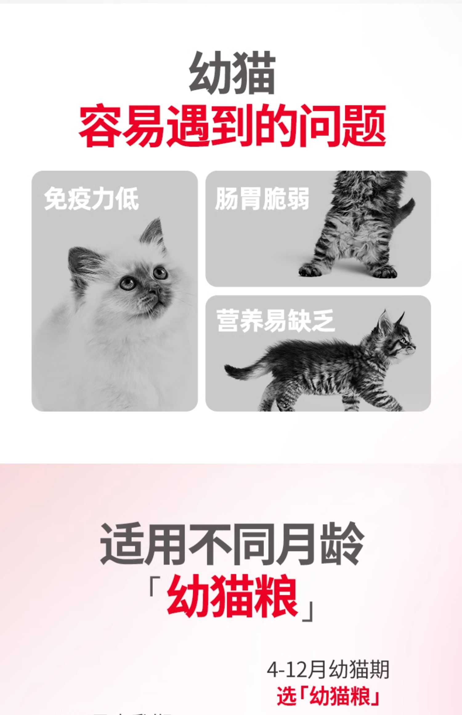皇家猫粮 通用幼猫粮 奶糕粮 bk34/k36