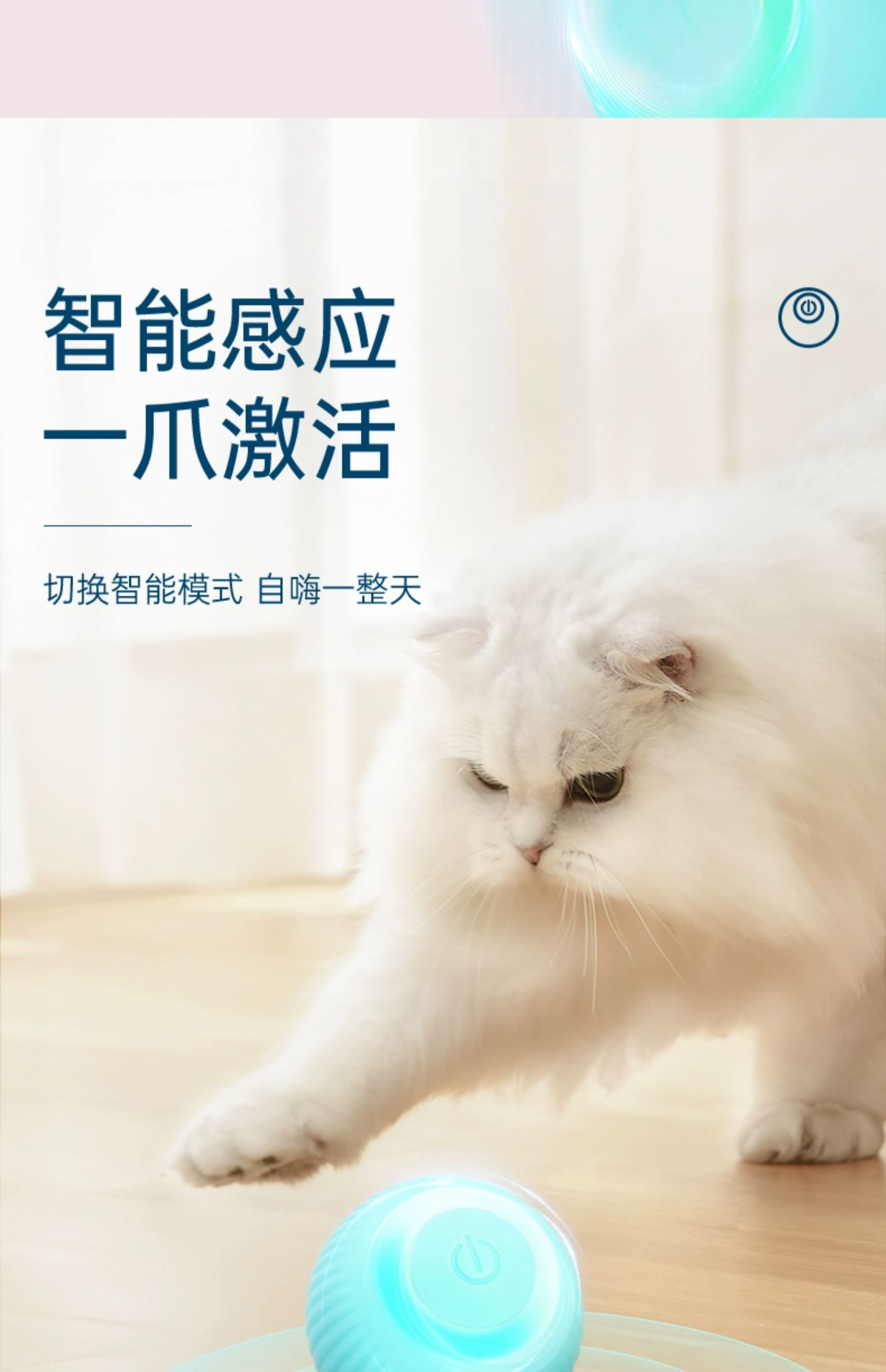 宠有引力滚滚球