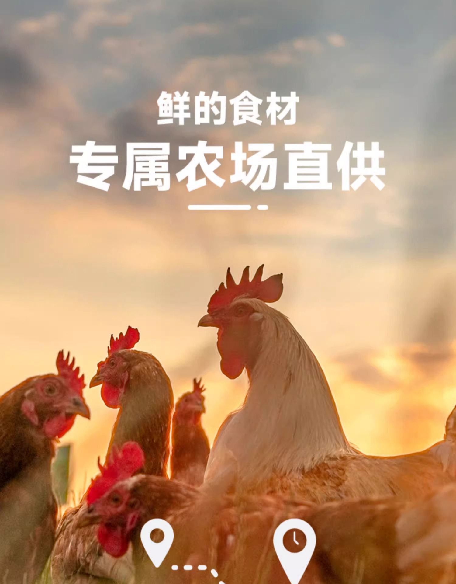 鲜朗 烘焙全价幼猫粮